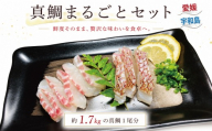 真鯛 まるごと セット 計 1.7kg こもねっと タイ マダイ 魚介 刺身 お刺身 刺し身 お刺し身 フィーレ 加工 タイカマ 人気 鯛めし お茶漬け 海鮮 海鮮丼 漬け丼 鯛しゃぶ 煮付け 人気返礼品 アレンジ 国産 愛媛 宇和島 D016-008018