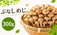 ぶなしめじ 【1袋300g】 | ぶなしめじ しめじ きのこ キノコ 長野県 南信州 天龍 てんりゅう