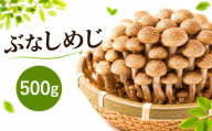 ぶなしめじ 【1袋500g】 | ぶなしめじ しめじ きのこ キノコ 長野県 南信州 天龍 てんりゅう