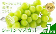 先行予約 シャインマスカット 秀品 内容量 約1kg(2房) 日本フルーツ《7月下旬-8月末頃出荷》熊本県 荒尾市 ぶどう ブドウ 果物 フルーツ スイーツ デザート ギフト ご贈答