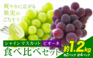 先行予約 シャインマスカット ピオーネ 秀品 内容量 1.2kg 4パック 日本フルーツ《7月下旬-8月末頃出荷》熊本県 荒尾市 ぶどう ブドウ 果物 フルーツ スイーツ デザート ギフト ご贈答