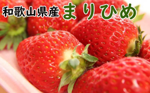 【1月中旬～2月下旬発送】和歌山県産ブランドいちご「まりひめ」約300g×2パック入り 2630235 - 和歌山県美浜町