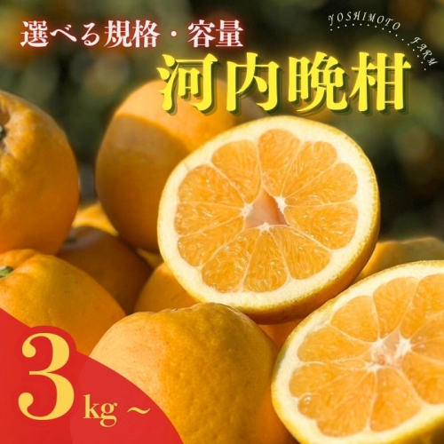 河内晩柑 （愛南ゴールド）木取り完熟 樹齢25年 吉本農園 柑橘 みかん 愛南ゴールド 蜜柑 グレープフルーツ ゼリー ジュース アイス 果物 フルーツ サイズミックス 規格外 愛媛県 愛南町 2630282 - 愛媛県愛南町