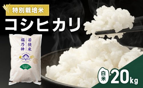 令和7年産 特別栽培米 コシヒカリ 20kg（白米） 米 お米 こしひかり 若狭町 2630641 - 福井県若狭町