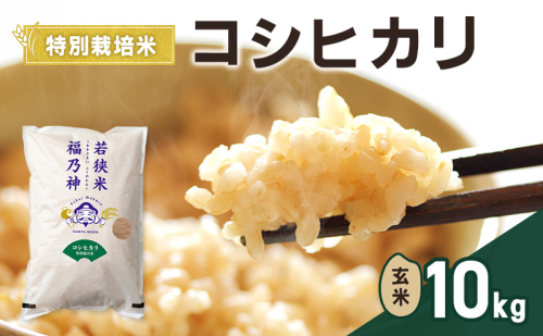 令和8年産 特別栽培米 コシヒカリ 10kg（玄米） 米 お米 こしひかり 若狭町 2630649 - 福井県若狭町