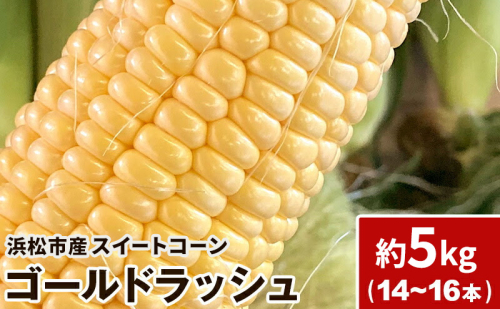 浜松産 スイートコーン ゴールドラッシュ 約5kg 14本～16本入り 1本300g以上 黄色粒 モノカラー種 とうもろこし 静岡 浜松市【配送不可：北海道、沖縄、離島】 2630706 - 静岡県浜松市