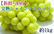 【先行予約】和歌山県産完熟シャインマスカット約1kg【2026年度発送分】 ※2026年9月上旬～2026年10月上旬頃に順次発送 ※北海道・沖縄・離島配送不可 【tecj1038】
