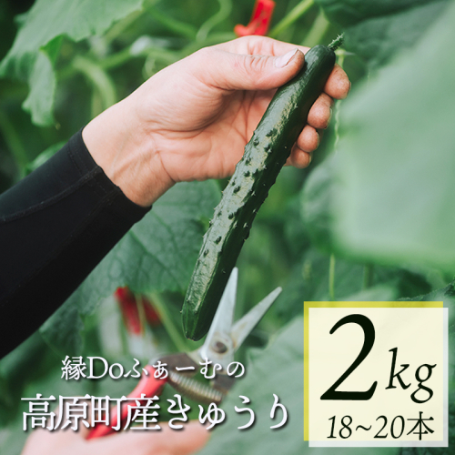 宮崎県高原町産きゅうり2kg（18～20本）TF0905-P00082 2631512 - 宮崎県高原町