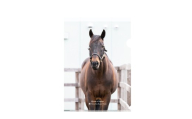 【ヒルノダムール】クリアファイル 写真5枚入り 【ふるさと納税 人気 おすすめ ランキング 馬 競馬 競走馬 引退馬 ヒルノダムール クリアファイル ファイル 事務用品 文房具 日高 北海道 平取町 送料無料】 BRTV303