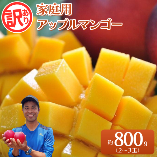 2026年 訳あり／家庭用　アップルマンゴー 約800g 2631924 - 沖縄県竹富町