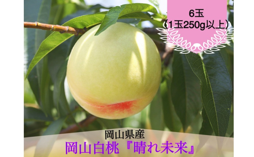 桃 2026年 先行予約 白桃 6玉（1玉250g以上）化粧箱入り もも モモ 岡山県産 国産 フルーツ 果物 ギフト 早生 2632149 - 岡山県玉野市