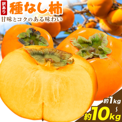 家庭用 種なし柿 選べる 約1kg 約2.5kg 約5kg 約7.5kg 約10kg 訳あり 池田鹿蔵農園《10月上旬-12月上旬頃出荷》和歌山県 日高町 刀根早生柿 平核無柿 ひらたねなしかき カキ 種なし柿 2632865 - 和歌山県日高町