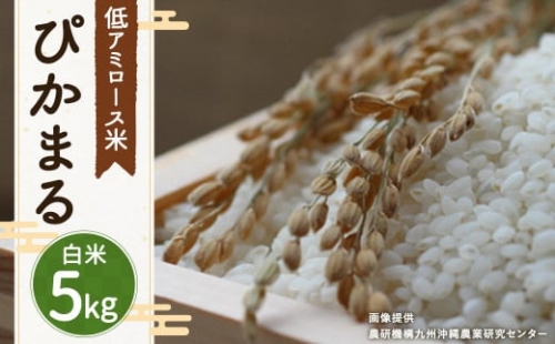 【 白米 】 ぴかまる 5kg 低アミロース米 保存袋付き