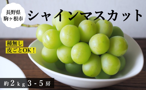 【2026年産予約】シャインマスカット 約2kg（3〜5房）｜農園直送｜2026年9月中旬より発送予定　ぶどう 種なし 皮ごと フルーツ 果物 デザート おやつ マスカット ブドウ 葡萄 秋 旬 信州産 長野県産 2634728 - 長野県駒ヶ根市