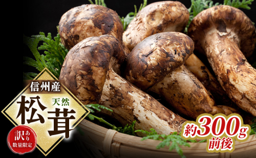 【訳あり】数量限定/信州産「天然松茸」（約300g前後） 2634729 - 長野県駒ヶ根市