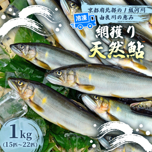 天然鮎 網獲り 冷凍 約1kg（約15匹〜22匹）【 由良川の網獲り 由良川漁協 冷凍あゆ 冷凍鮎 高鮮度 冷凍 あゆ 鮎 魚 さかな 舞鶴 京都 】  2634816 - 京都府舞鶴市