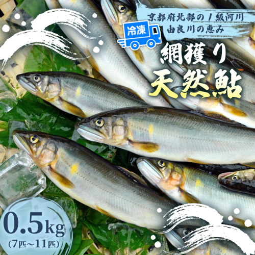 天然鮎 網獲り 冷凍 約0.5kg（約7匹〜11匹）【 由良川の網獲り 由良川漁協 冷凍あゆ 冷凍鮎 高鮮度 冷凍 あゆ 鮎 魚 さかな 舞鶴 京都 】  2634817 - 京都府舞鶴市