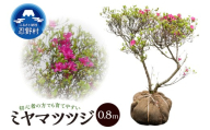 植木　ミヤマツツジ　0.8m（本霧島ツツジ）