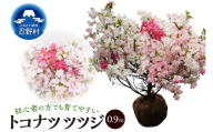 植木　トコナツツツジ　0.9m（久留米ツツジ）