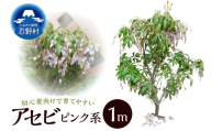 植木　アセビ　1ｍ