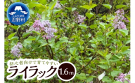 植木　ライラック　1.6ｍ