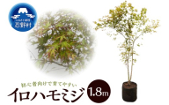 植木　イロハモミジ　1.8ｍ