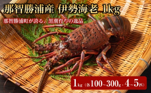 那智勝浦産 伊勢海老 1kg（各100～300g・4～5匹） 2635684 - 和歌山県那智勝浦町