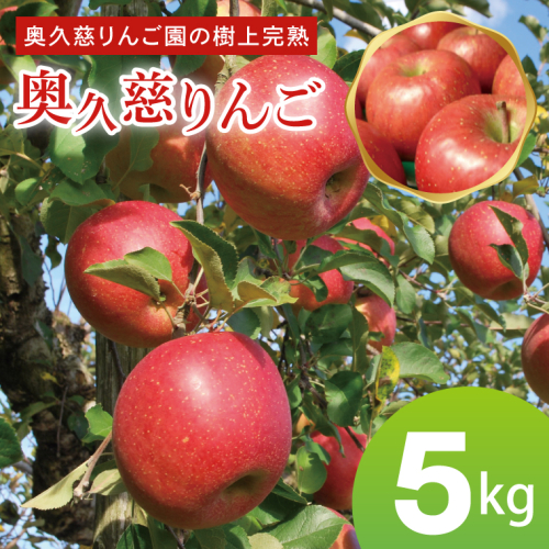 先行予約 奥久慈 りんご 5kg 樹上完熟 奥久慈りんご園 茨城県 大子町 フルーツ 果物 国産 詰め合わせ ふじ 秋映 陽光 シナノゴールド シナノスイート 秋 旬 お取り寄せ 数量限定 【2026年9月中旬頃順次発送開始予定】(AI006) 2635685 - 茨城県大子町