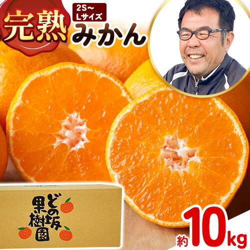 完熟みかん 約10kg サイズおまかせ どの坂果樹園《12月上旬-2027年2月上旬頃出荷予定》和歌山県 日高町 みかん 早生 旬 柑橘 フルーツ 果物 蜜柑 ミカン 2636165 - 和歌山県日高町