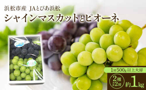 【浜松市産 JAとぴあ浜松】シャインマスカットとピオーネ 1房500g以上大房×2種 合計2房（約1kg） シャインマスカット ピオーネ ぶどう 葡萄 フルーツ プレゼント お中元 クール 静岡 浜松市【配送不可：離島】  2637538 - 静岡県浜松市