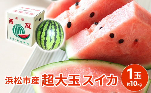 【浜松市産】超大玉スイカ 1玉 約10kg すいか スイカ 西瓜 果物 くだもの 大玉 フルーツ プレゼント お中元 静岡 浜松市【配送不可：離島】  2637541 - 静岡県浜松市