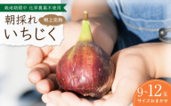 【先行予約】 完熟いちじく 9-12玉（サイズおまかせ） / いちじく フルーツ 完熟 朝採れ イチジク 岐阜市 / tete. 【配送不可地域：北海道・沖縄・離島】 [ANJZ001]