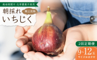 【先行予約】【2回定期便】 完熟いちじく9-12玉（サイズおまかせ） / いちじく イチジク フルーツ 果物 完熟 朝採れ 岐阜市 / tete. 【配送不可地域：北海道・沖縄・離島】 [ANJZ002]