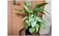 シンゴニューム・ホワイトバタフライ（観葉植物）（A1048-1）