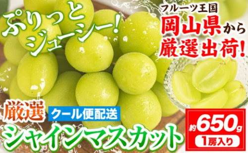 【2026年発送】シャインマスカット 岡山 約650g 1房  《2026年9月上旬-10月末頃出荷》厳選 旬 ぶどう ブドウ 葡萄 マスカット 果物 フルーツ ギフト 岡山県 笠岡市 訳あり クール便 爽やか 贅沢 2646816 - 岡山県笠岡市