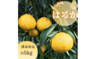 【540.】はるか（A540-1）