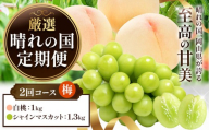 フルーツ 厳選 晴れの国定期便 シャインマスカット 1.3kg 白桃 1kg 2回 お届け 定期便 [ページ内記載の時期に発送] 果物 マスカット 桃 岡山県 笠岡市