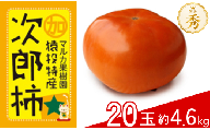 ＜先行受付＞次郎柿 約4.6kg(20玉)【2026年10月下旬以降順次発送】| 柿 果物 フルーツ 先行予約 次郎柿 マルカ果樹園 愛知県 豊田市