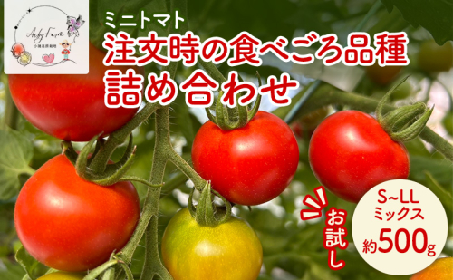 【お試し】 ミニトマト 約500g 注文時の食べごろ品種詰め合わせ アイビーファーム 長野 信州 小諸 産地直送 2649489 - 長野県小諸市