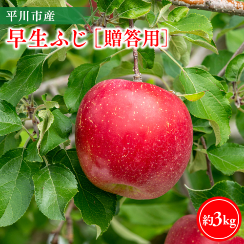 【10月発送】贈答用早生ふじ3kg【今井農園】≪hi-0064-010≫ 2649730 - 青森県平川市