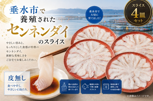 C3-7710　康秀の千年鯛 刺身スライス 4皿 2649739 - 鹿児島県垂水市