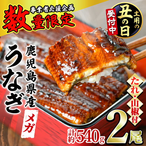 【0164361a-2607】＜土用丑の日までにお届け＞＜数量限定＞＜メガサイズ＞「養鰻業者応援」うなぎ蒲焼き(無頭)(2尾・計約540g・タレ、山椒付) うなぎ 高級 ウナギ 鰻 国産 蒲焼 蒲焼き たれ 鹿児島 ふるさと 人気【アクアおおすみ】 2649741 - 鹿児島県東串良町