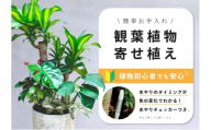 【福岡市】観葉植物の寄せ植え（幸福の木）観葉植物 植物 花 木 インテリア アクセント