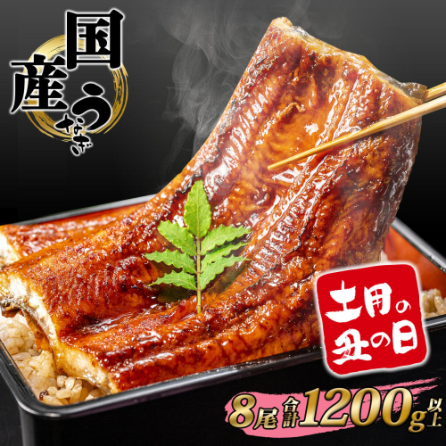 【土用の丑の日までにお届け】うなぎ 蒲焼 8尾 1,200g以上 国産 鰻 人気 うなぎ蒲焼き うな重 簡易袋 魚 魚介 ギフト K2393 2650072 - 茨城県境町