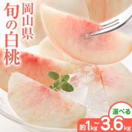 岡山県の旬の白桃 選べる 約1kg 約2kg 約3.6kg【配送不可地域あり】花田青果株式会社《6月下旬-8月下旬頃出荷予定(土日祝除く)》ふるさと納税 桃 白鳳 桃 岡山 もも ふるさと納税 桃 おすすめ 桃 美味しい 桃 2026 桃 おどろき 楽天 ふるさと納税 桃 岡山