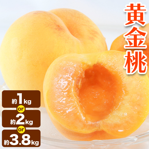 黄金桃 選べる 約1kg 約2kg 約3.8kg【配送不可地域あり】花田青果株式会社《8月下旬-9月上旬頃出荷》岡山県 浅口市 黄桃 桃 もも 旬 フルーツ 果物 2650355 - 岡山県浅口市