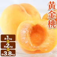 黄金桃 選べる 約1kg 約2kg 約3.8kg【配送不可地域あり】花田青果株式会社《8月下旬-9月上旬頃出荷》岡山県 浅口市 黄桃 桃 もも 旬 フルーツ 果物