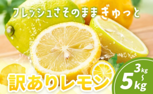 訳あり レモン 選べる 3kg 5kg《10月上旬-12月下旬頃出荷》熊本県 津奈木町 青果物 レモン れもん 果物 フルーツ 国産 家庭用 2650888 - 熊本県津奈木町