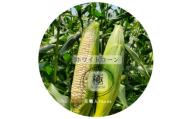 N352　ホワイトコーン極－Ｋｉｗａｍｉー（大）