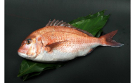 N357　紀州梅まだい３尾（鮮魚）